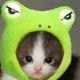 LOLcat